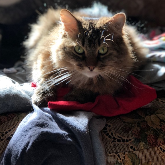 Meet your Posher, Annabelle - Picture 1 of 1